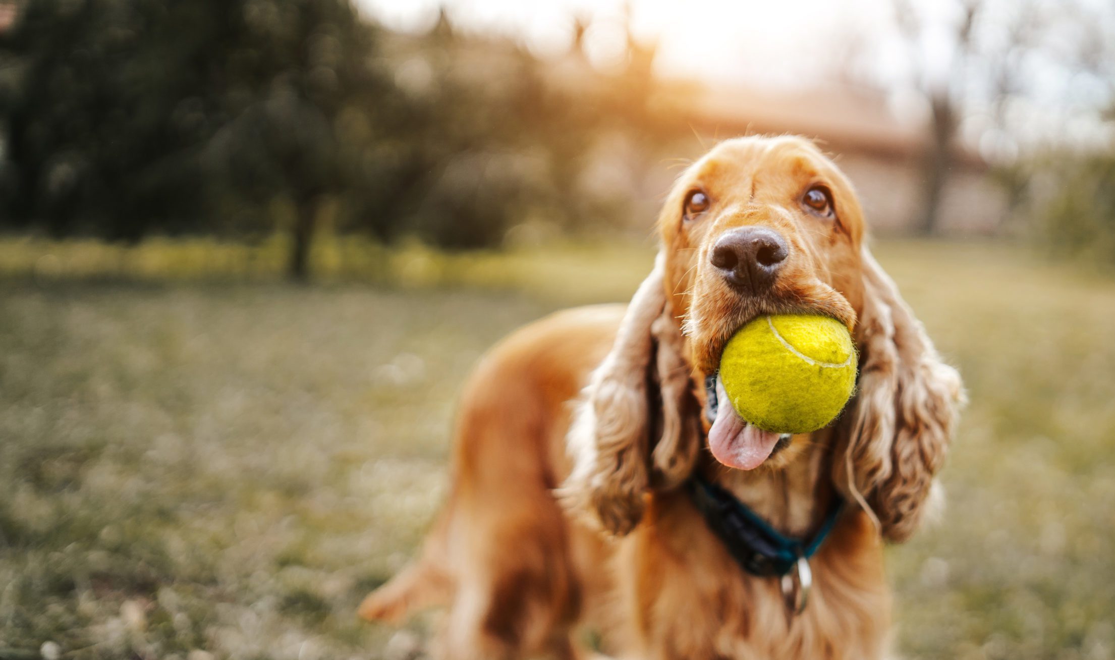 Playful dog
