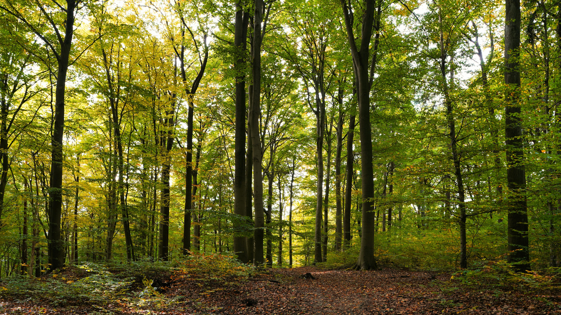 tree background 2
